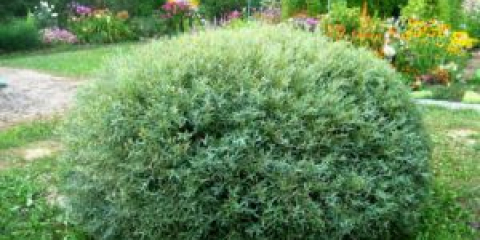 Vrba na kmeni - jak vytvořit strom vlastníma rukama v zemi